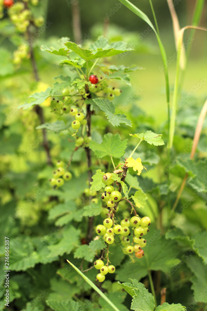 Photos of a young currant bush growing in the garden, farm. Growing currants. Green unripe currant berries on the bush. Berry bushes on the farm