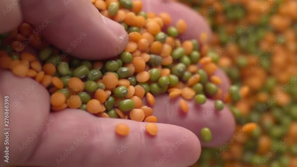 Hand takes Lentils beans Macro Closeup shot Hand takes Lentils beans Macro Closeup shot