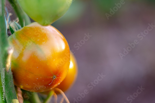 ripening red tomato in tomato plant in a orchard