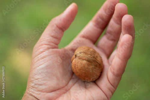Hand holding walnut
