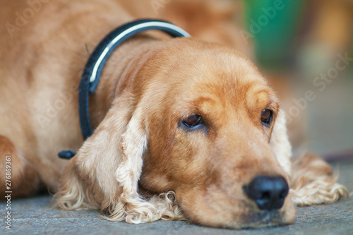 dog lying on the floor