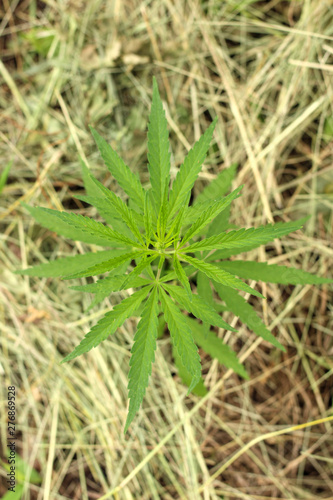 Close-up of marijuana or cannabis plants on industrial hemp plantation, ganja plantation canabis farm. Marijuana field, top view