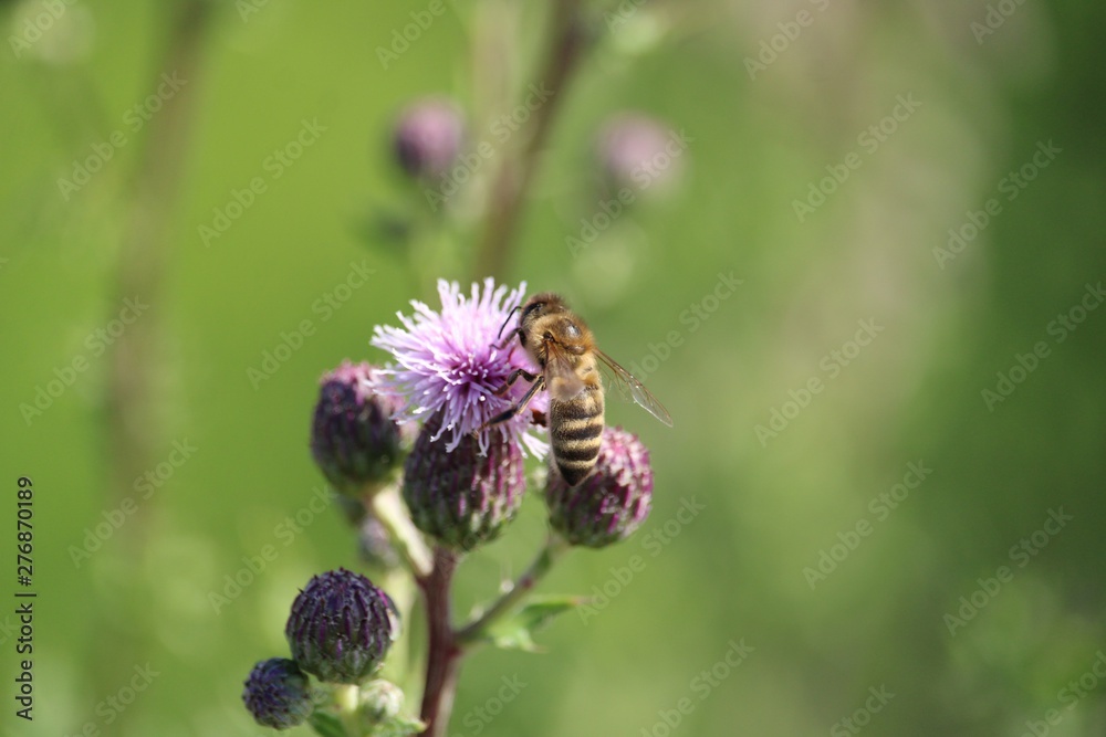 Bee on a thistle bloom in close-up in front of green background Bee on a thistle bloom in close-up in front of green background