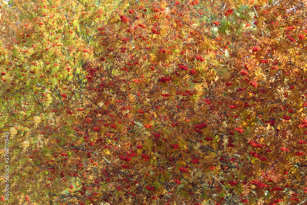 Rowan tree in autumn with yellow orange leaves and red berries Rowan tree in autumn with yellow orange leaves and red berries