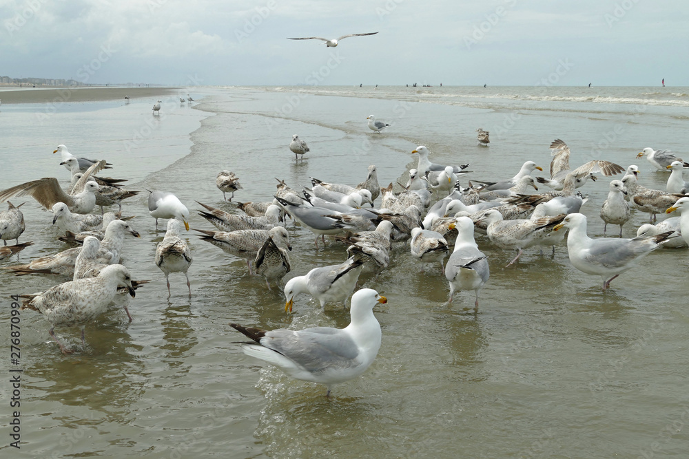 Crowd of seagulls building a circle around its prey