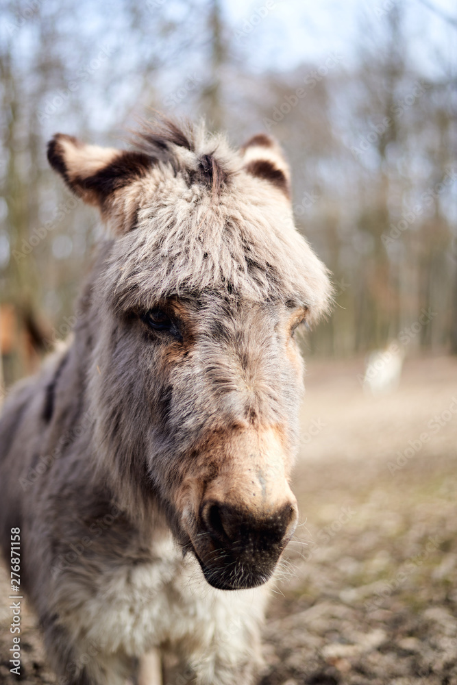 Fototapeta premium Portrait of a donkey looking towards the camera