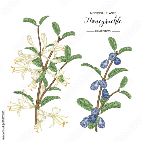 Honeysuckle branch with flowers and ripe berries. Lonicera japonica. Medical plants hand drawn. Vector botanical illustration.