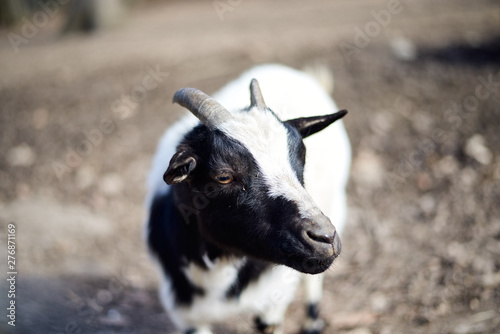 Black and white billy goat looking into the camera