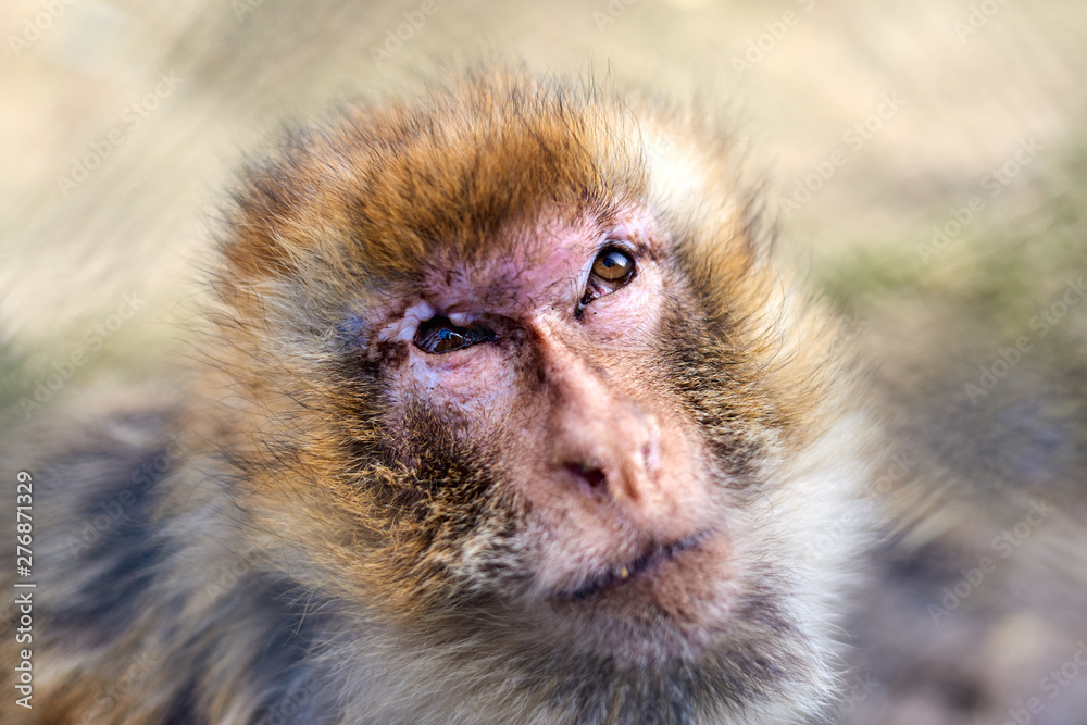 Obraz premium Close up shot of a monkey's face looking up