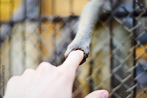 Little monkey holding human's finger