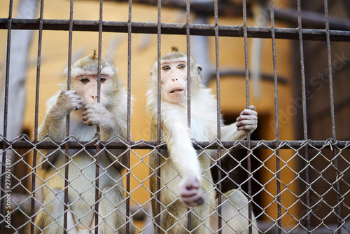 Two little monkeys stretching the hand and looking from the cage Fototapeta