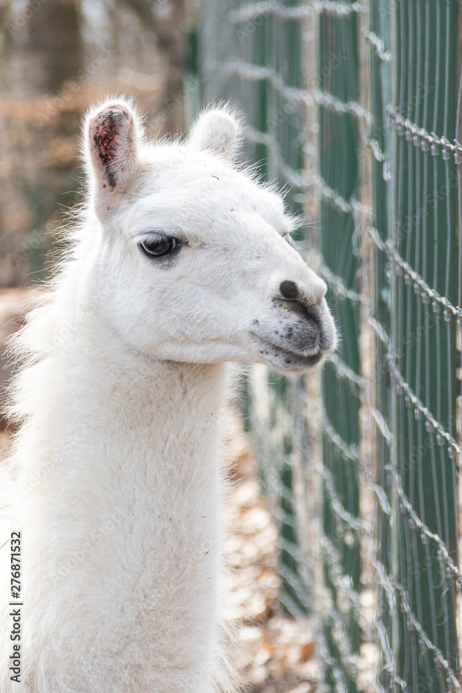 Pretty looking white llama at the zoo