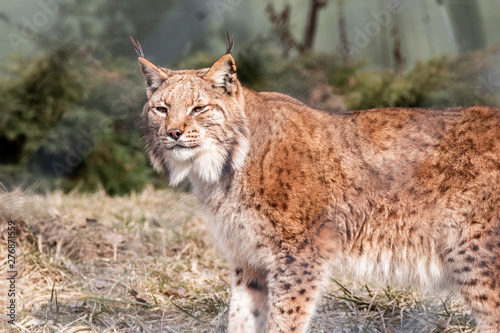 Curious linx exploring his habitat during daylight at the zoo photo