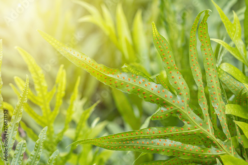 Close up of Phymatosorus scolopendria fern background.commonly call monarch fern,musk fern,maile-scented fern,breadfruit fern. photo