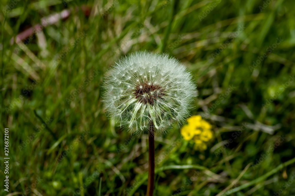 Fototapeta premium Dandelion in springtime at Plana mountain, Bulgaria