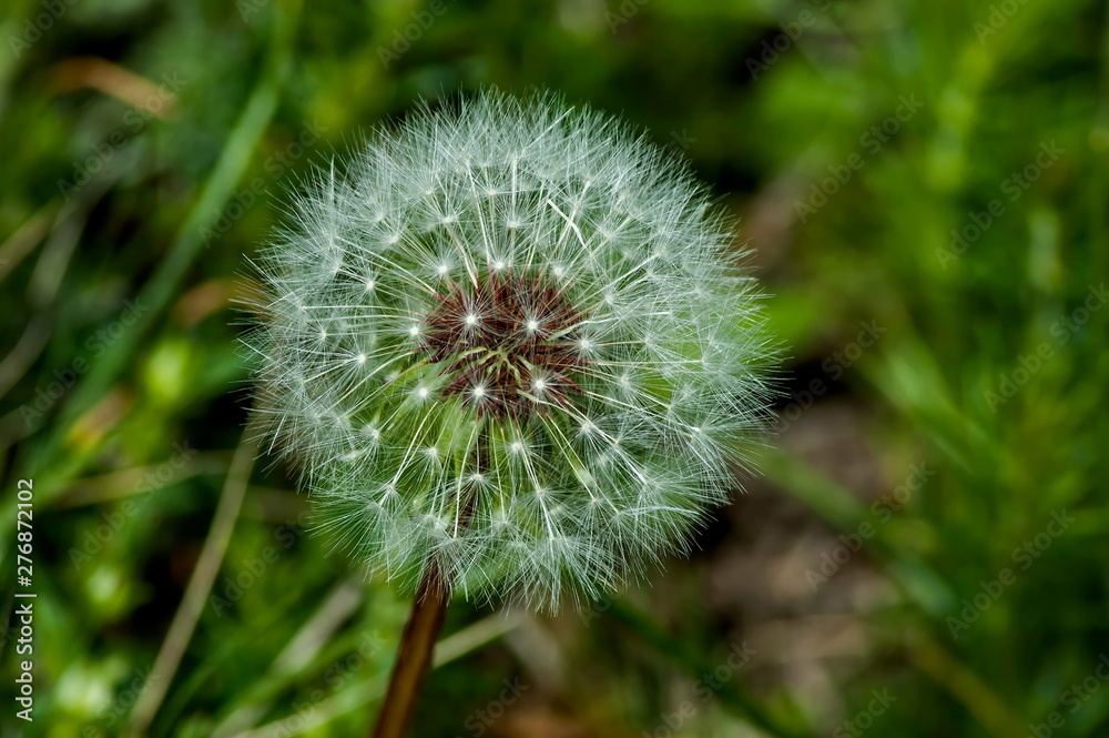 Dandelion in springtime at Plana mountain, Bulgaria Dandelion in springtime at Plana mountain, Bulgaria