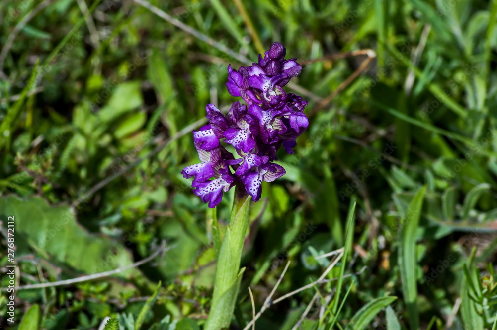 Orchid flower (Orchis latifolia) in Plana mountain Bulgaria Orchid flower (Orchis latifolia) in Plana mountain Bulgaria