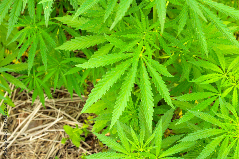 Close-up beautiful of Cannabis isolated background. Marijuana leaves plant growing top view.