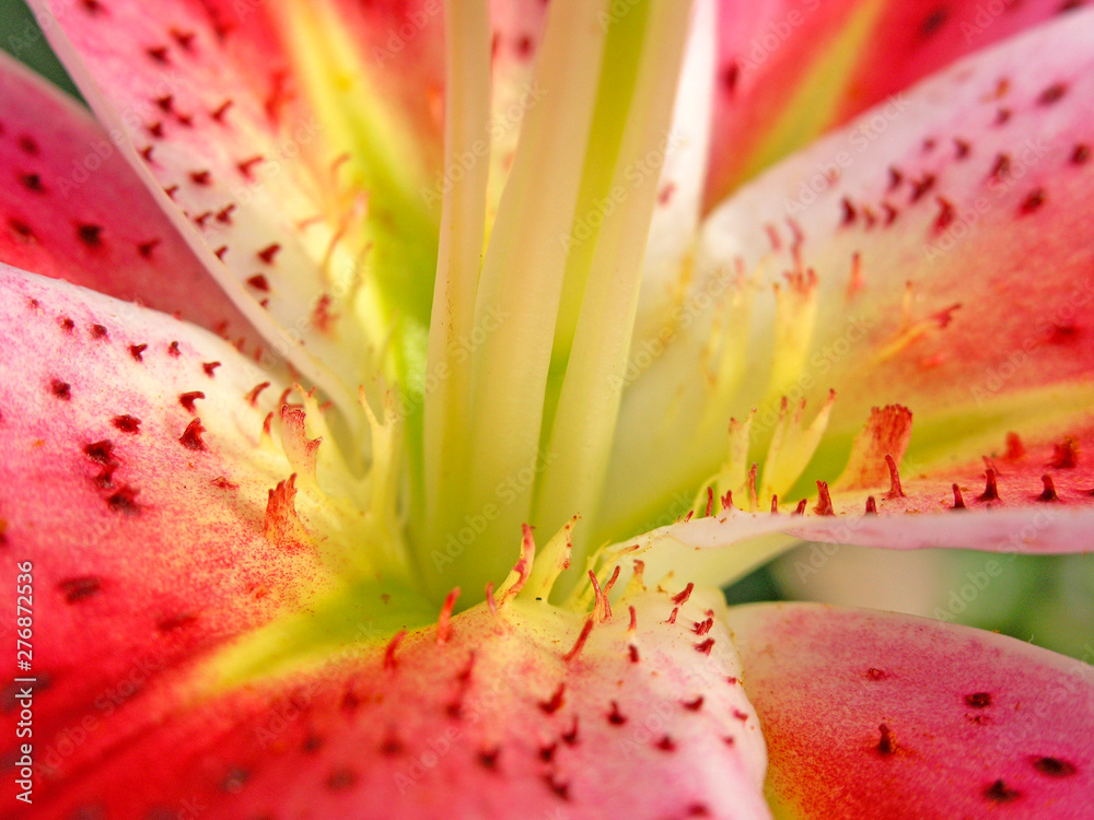 Lily. Lilium hybr. Lily. Lilium hybr.