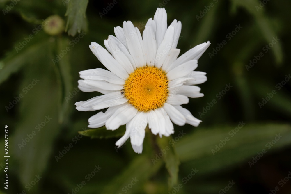 Flower of a max chrysanthemum, Leucanthemum maximum Flower of a max chrysanthemum, Leucanthemum maximum
