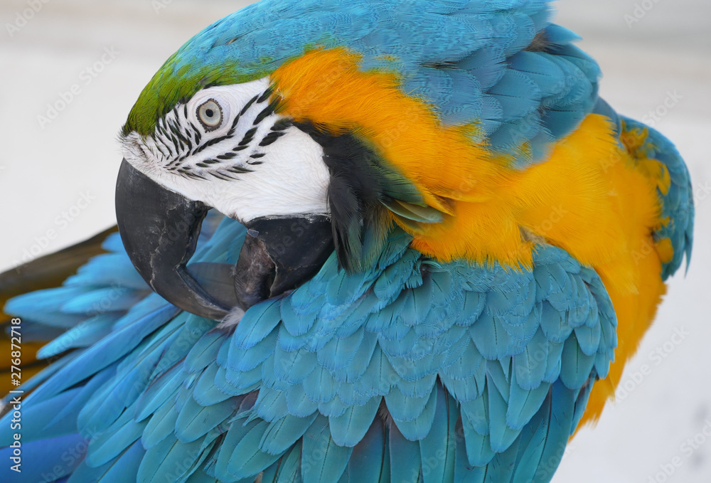 Obraz premium Colorful Ara parrot bird portrait 