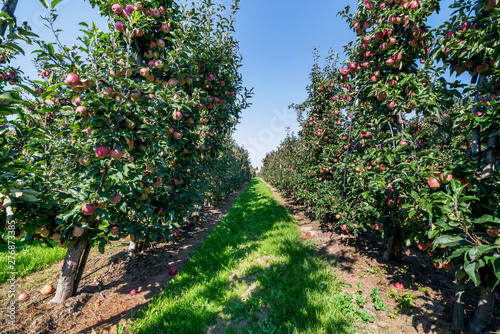 Apple orchard during apple harvesting