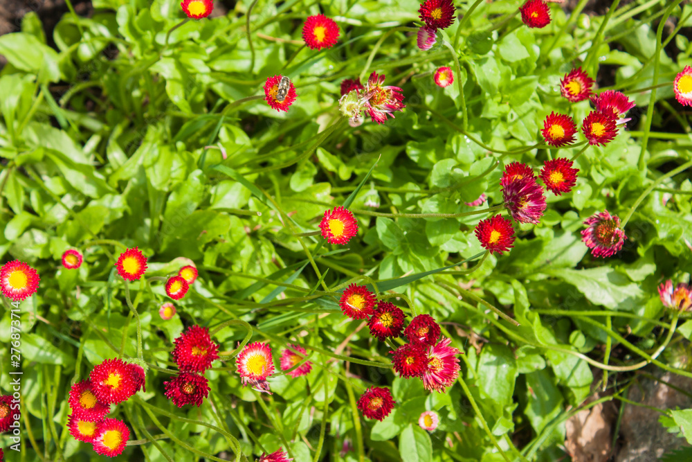 Obraz premium several red daisies on the background of green grass, selective focus