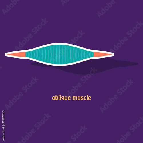 Sticker External Oblique muscles of chest, thorax, brisket, breast, bust - didactic board of anatomy of human muscular system