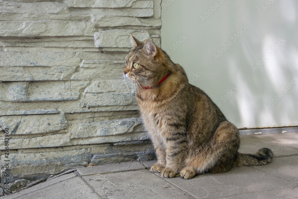 Domestic cat sits on the street near the wall near his house Domestic cat sits on the street near the wall near his house