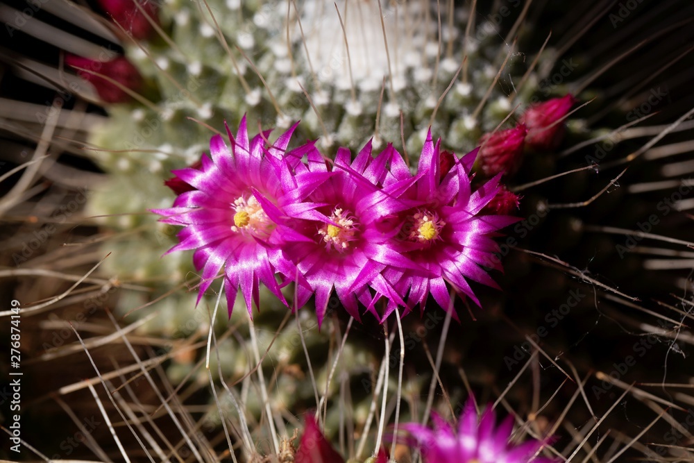 Flowers of a spiny pincushion cactus, Mammillaria spinosissima Stock