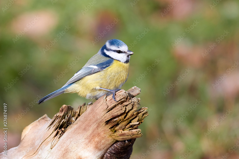Fototapeta premium Blaumeise sitzt auf sonnigen Baumstamm einer Waldlichtung