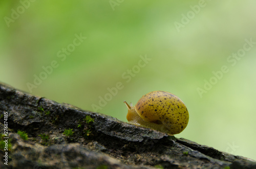 Baby snail