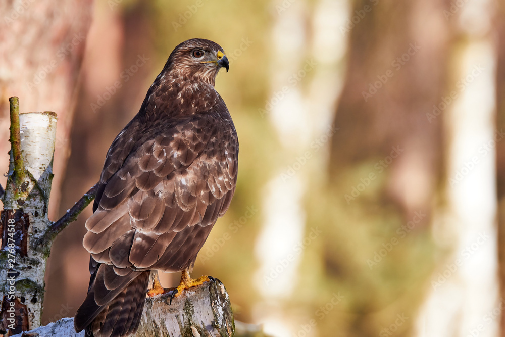 Mäusebussard sitzt erhaben auf einem abgesägten Birkenstamm Mäusebussard sitzt erhaben auf einem abgesägten Birkenstamm