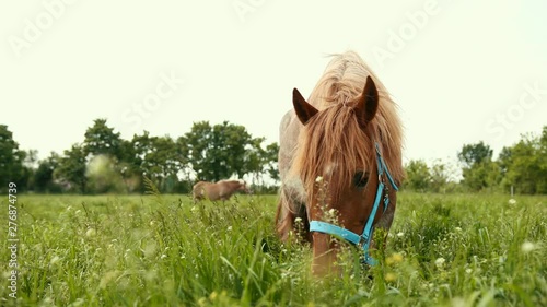 Wide angle. Brown, well-groomed, thoroughbred horse bridle with blue eats tall juicy grass with white flowers in the field. Nutritious food for the animal. Prores, slow motion