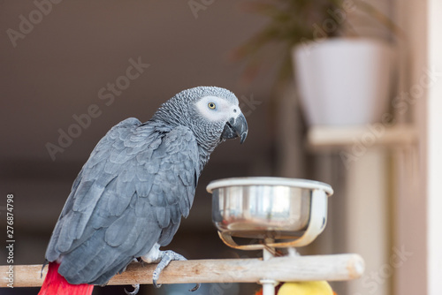 Domestic parrot having his breakfast in a kitchen