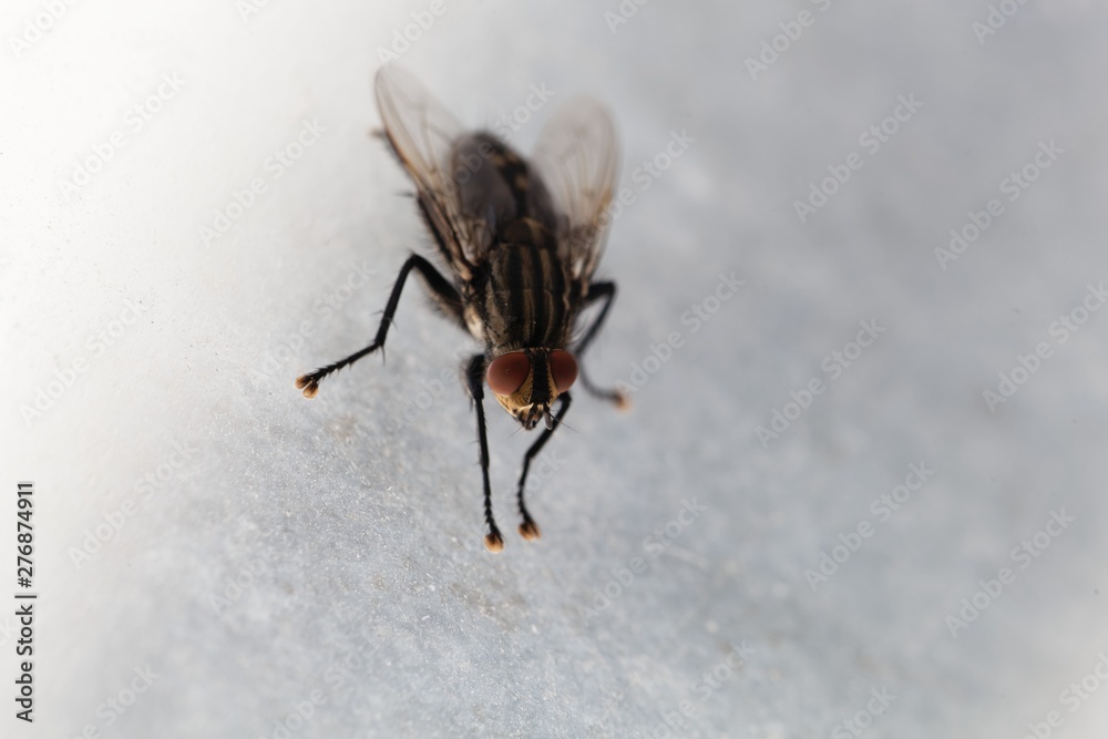 Macro photo of a common flesh fly, Sarcophaga carnaria Macro photo of a common flesh fly, Sarcophaga carnaria