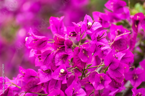 Purple bougainvillea plants