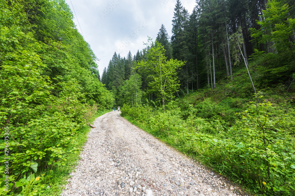 Naklejka premium Road leading to a forest in the Carpathian Mountains