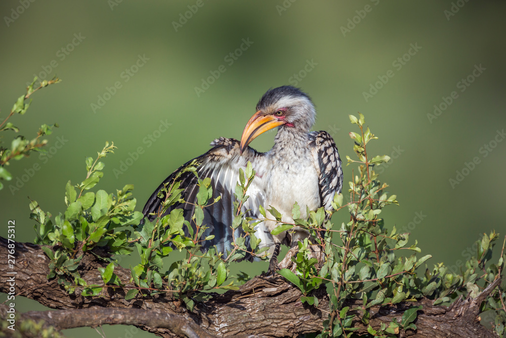 Naklejka premium Southern yellow billed hornbill grooming front view in Kruger National park, South Africa ; Specie Tockus leucomelas family of Bucerotidae