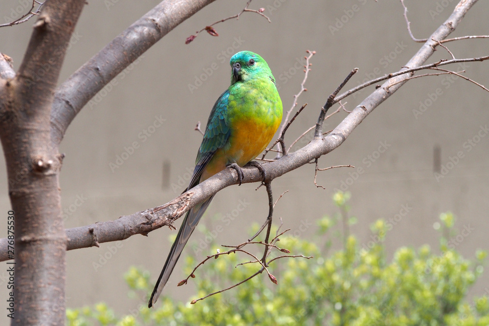 Red rumped parrot (male)