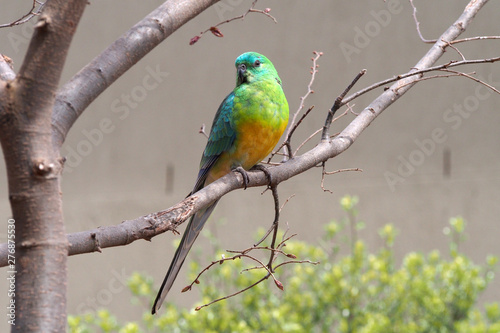 Red rumped parrot (male)