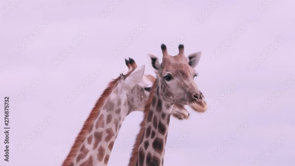MEDIUM CLOSE UP of two giraffes with their heads close together MEDIUM CLOSE UP of two giraffes with their heads close together