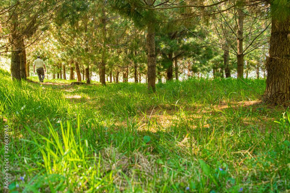 hombre alejándose en un bosque de pinos hombre alejándose en un bosque de pinos