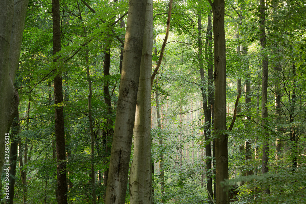 Naklejka premium Fog fills the forest during a humid end of the day