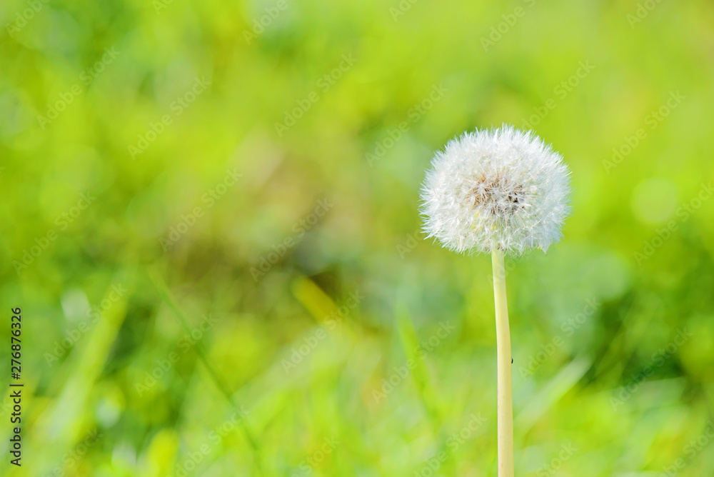 Blowball with a green background Blowball with a green background