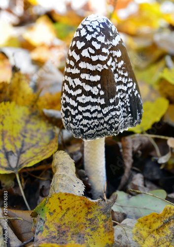 Coprinopsis picacea also known as Magpie fungus poisonous mushroom in autumn forest.Coprinus picaceus. Selective focus. 