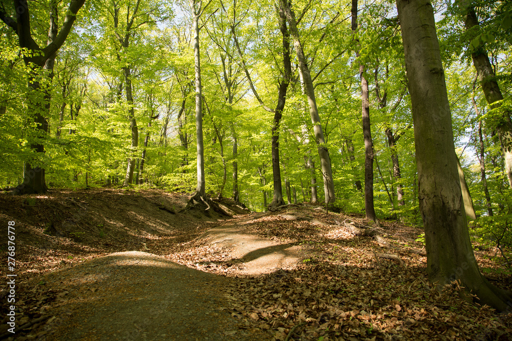 Harz / Frühling