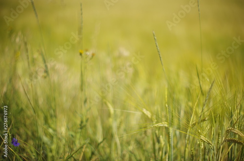 field of green wheat