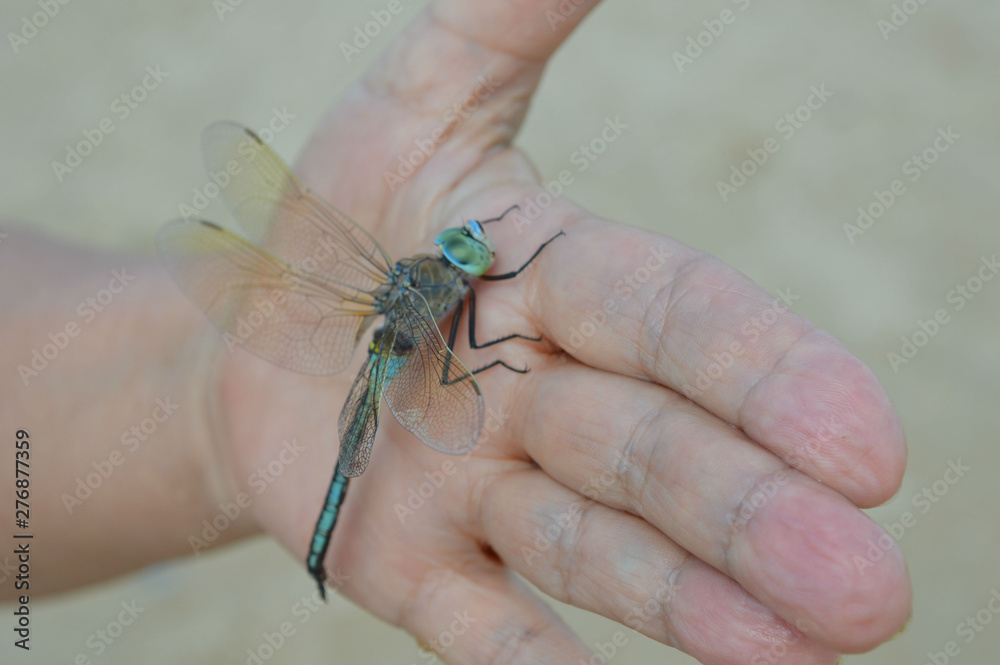 Obraz premium A large dragonfly in the woman's palm.