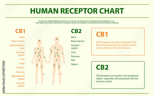 Human Receptor Chart - Endocananbinoid System horizontal infographic illustration about cannabis as herbal alternative medicine and chemical therapy, healthcare and medical science vector. photo